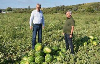Karacabey’de karpuz hasadı başladı