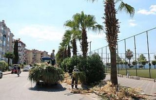 Karamürsel sahilindeki palmiyeler bakımdan geçti