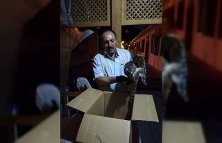 Kargaların saldırısına uğrayan atmaca, balkon...