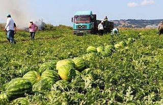 Karpuz üreticisi fiyattan memnun