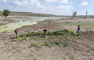Kars’ta Jandarma 102 bin 98 adet kök kenevir ele...