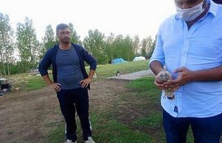 Kars’ta kerkenez yavrusu tedavi altına alındı