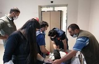 Kars’ta ot toplayan çocuğun bacağına dirgen...