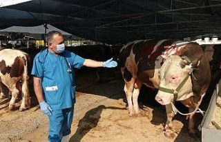 Kartal’da kurban satış alanında termal kamera...