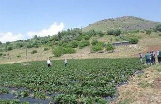Kavurucu sıcaklarda çiftçilere önemli uyarı