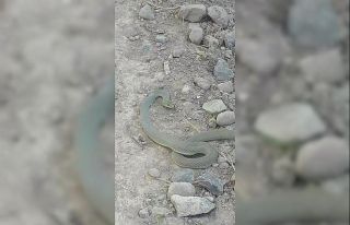 Kavurucu sıcaklarda yılan uyarısı