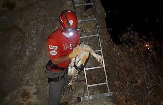 Kayalıklardan mahsur kalan leylek 20 dakikalık operasyonla...