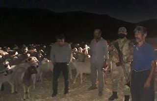 Kayıp olan 300 adet küçükbaş hayvan drone ile...