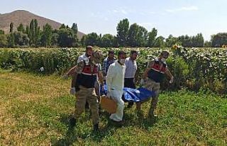 Kayıptı, ayçiçeği tarlasında ölü bulundu