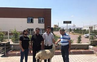 Kayseri’de Ayasofya için kurban kesildi