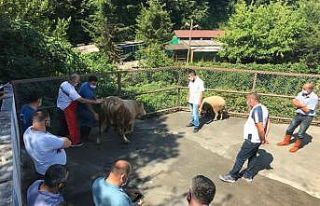 Kdz. Ereğli’de kurban kesimi eğitimi verildi