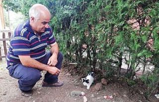 Kedi, yavru kirpiye sahip çıktı