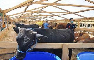 Kemerburgaz kurban satış alanına ilk kurbanlıklar...