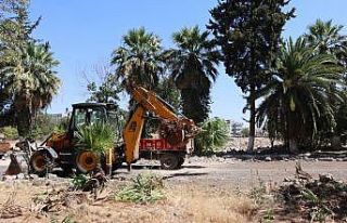 Kentsel dönüşüm projesi için ağaçlar naklediliyor