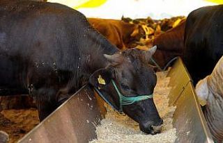 Kepez’in kurban satış yerleri belirlendi