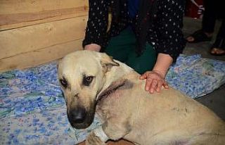 Kesici aletle yaralanan sokak köpeğini mahalleli...