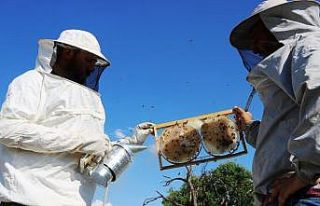 ‘Keşke’ dememek için 9 kovanla arıcılık işine...