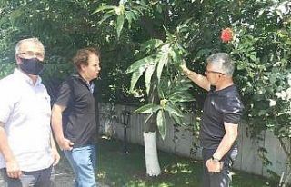 Kestane fındıkla yarışacak