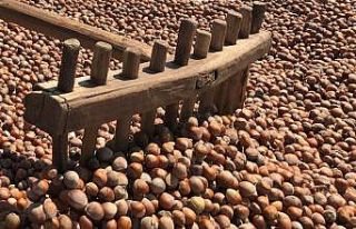 KFMİB: “2020 yılı tahmini fındık rekoltesi...