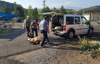 Kimisi elinden kaçırdı, kimisi satın aldığı...