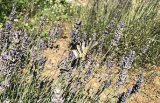 Kırlangıçkuyruk kelebek hayran bıraktı