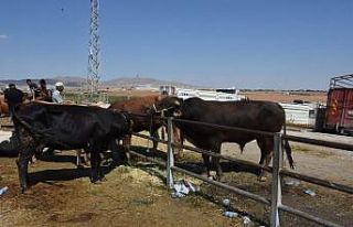 Kırşehir’de Kurban Bayramı’nın acemi kasap...