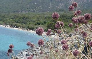 Kıyı sarımsakları Körfez’e renk kattı