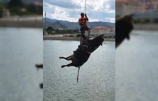 Kızılırmak’taki hayvan leşini vinçle kaldırıldı
