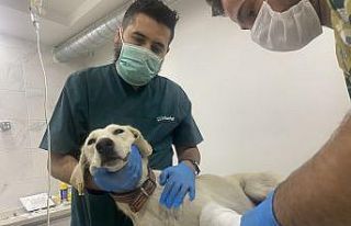 Köpeklerden insanlara büyük ders