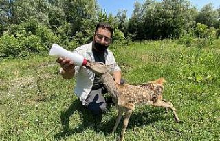 Köpeklerin saldırısından kurtarılan kızıl geyik...