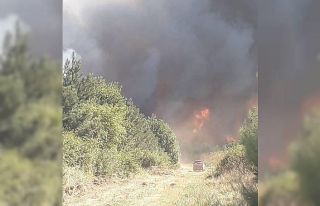 Korkutan orman yangını hakkında açıklama