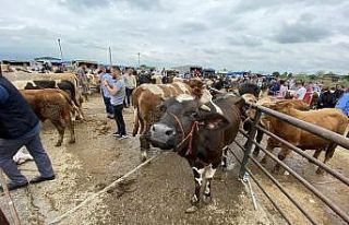 Korona virüs hayvan satıcılarını da etkiledi