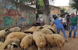 Korona virüs kurban satışlarını da vurdu