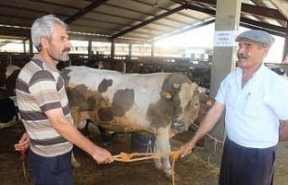 Korona virüse karşı sopa ve halatlarla kurban pazarlığı