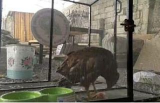 Koruma altına alınan Kızıl Şahin’in beslenmesi...