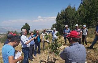 Köylülere, gelir getirici türlerin bakımıyla...