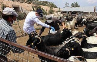 Küçükbaş hayvanlara iç-dış parazit ilaçlaması...