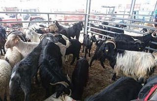 Küçükbaş kurbanlık daha çok rağbet görüyor