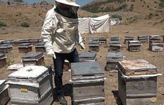 Kulp’ta organik bal hasadına başlandı