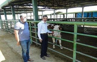 Kurban Bayramı öncesinde hayvan pazarı denetlendi