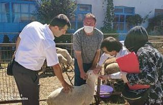 Kurban pazarında hayvan denetimi