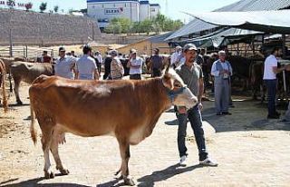 Kurban pazarında son gün yoğunluğu