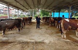 Kurban pazarlarında korona virüsü sessizliği