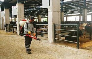 Kurban pazarlarında sinekle mücadele