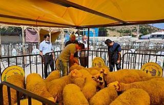 Kurban satış ve kesim yerleri denetlendi