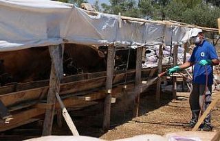 Kurban satış yerleri ilaçlanıyor