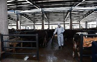 Kurban satış yerleri sinek ve mikroplara karşı...