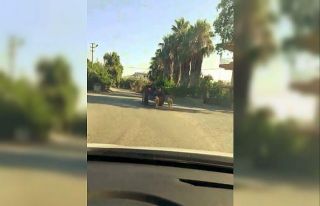 Kurbanlık koyunlara traktörlü eziyet