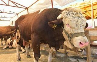 Kurbanlık pazarının 1 ton 200 kiloluk paşası...