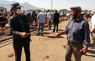 Kurbanlık pazarlığında tokalaşma sopaları kırıldı